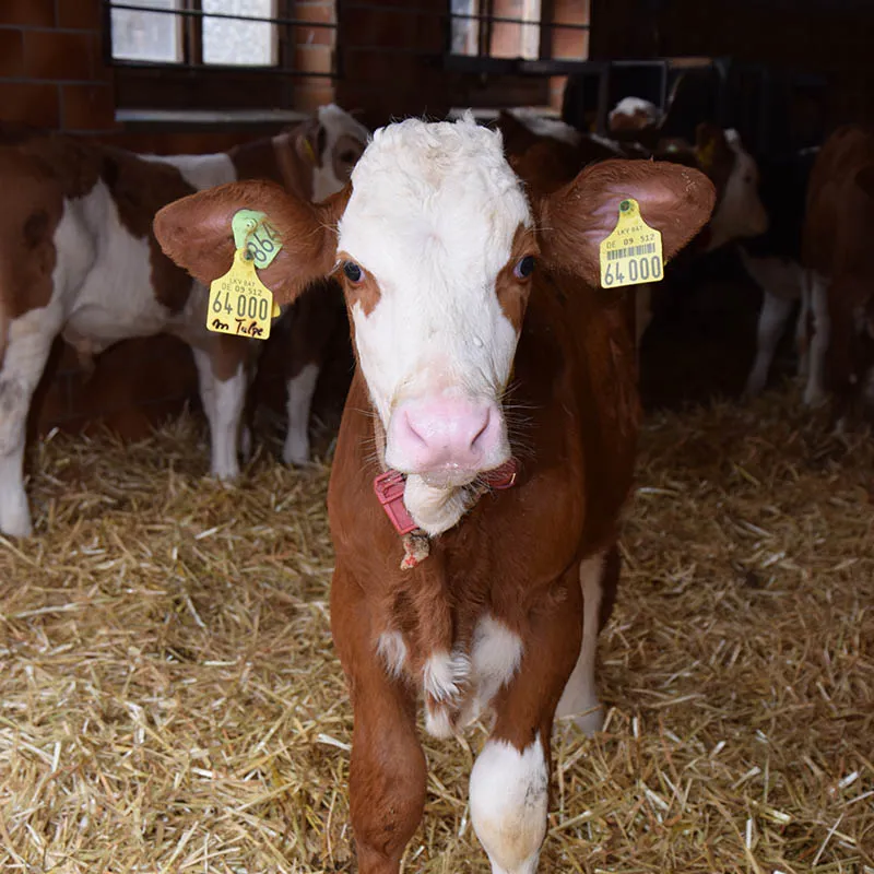 Startseite Kalb im Strohstall