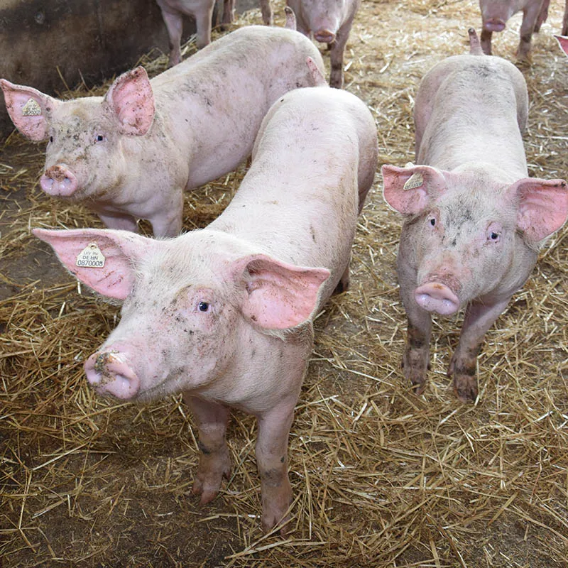 Startseite Mastschweine auf Stroh