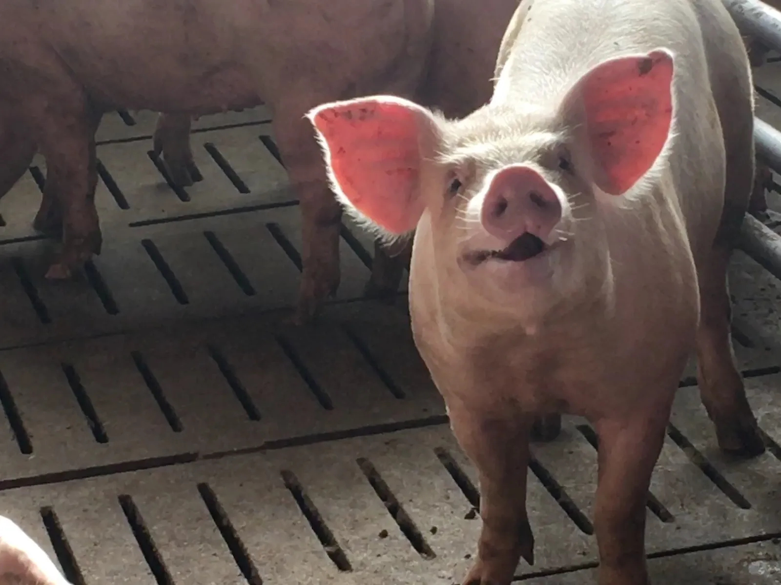 Startseite Neugieriges Schwein im Stall